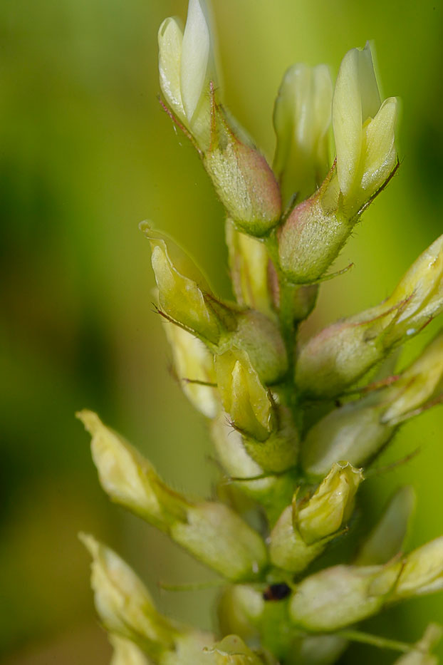 Изображение особи Astragalus cicer.