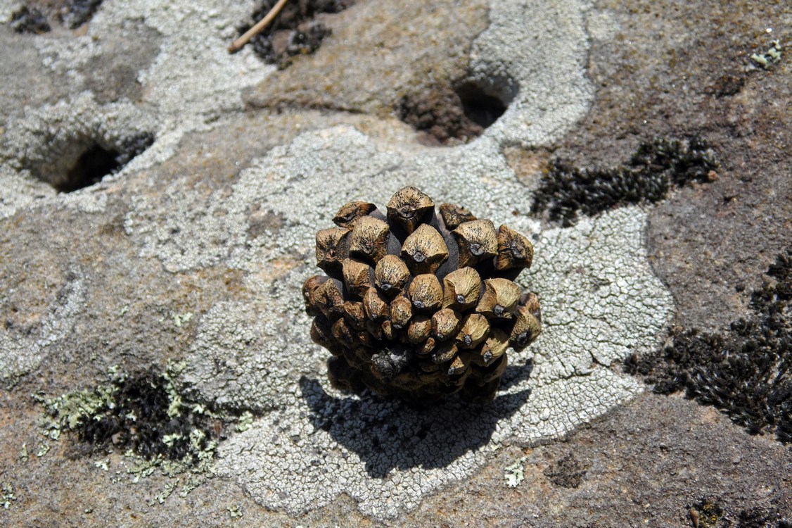 Изображение особи Pinus sylvestris.