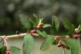 Euphorbia maculata
