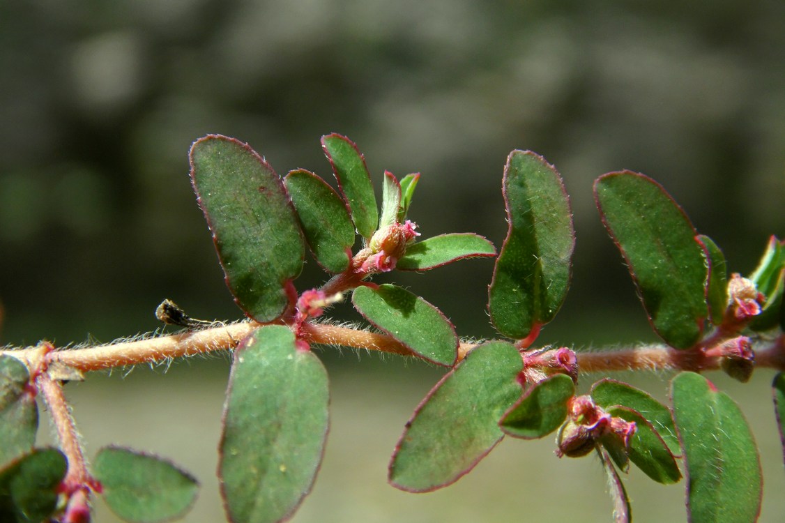 Image of Euphorbia maculata specimen.