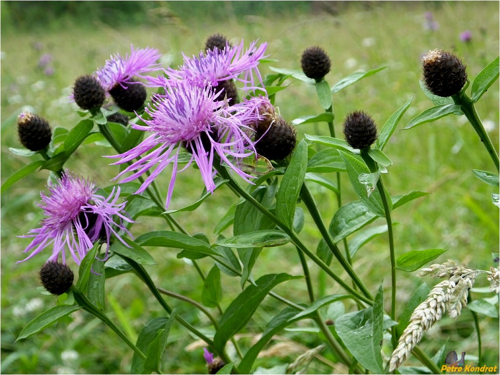 Image of Centaurea carpatica specimen.