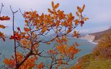 Quercus pubescens. Часть кроны с листьями в осенней окраске. Краснодарский край, г. Новороссийск, окр. села Широкая Балка. 21.11.2015.