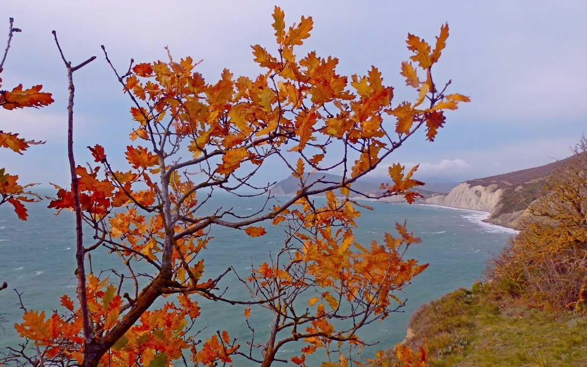 Изображение особи Quercus pubescens.