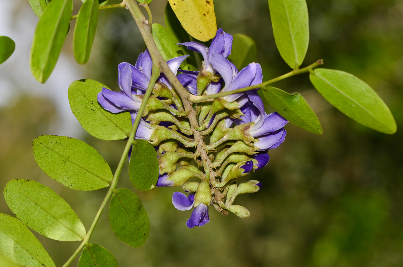 Image of Sophora secundiflora specimen.