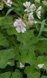 Geranium renardii