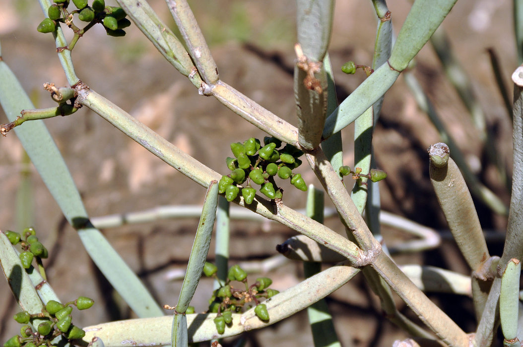 Image of Cissus subaphylla specimen.