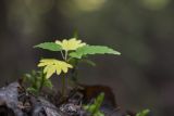 Tilia cordata