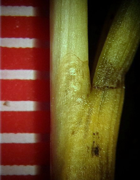 Изображение особи Juncus gracillimus.