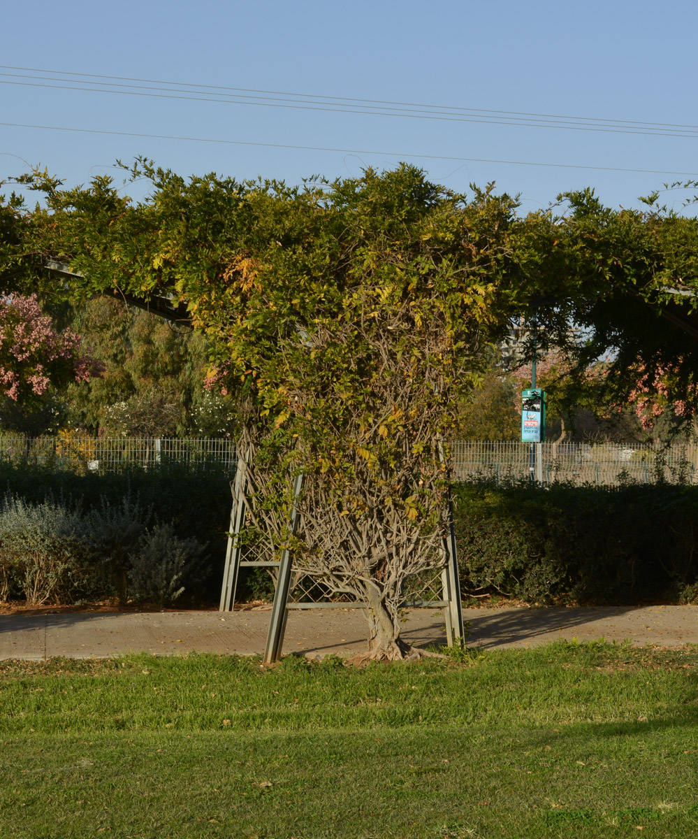 Image of Wisteria sinensis specimen.
