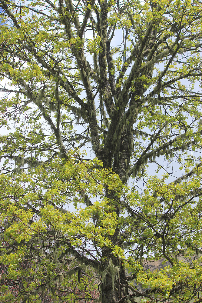 Изображение особи Acer platanoides.