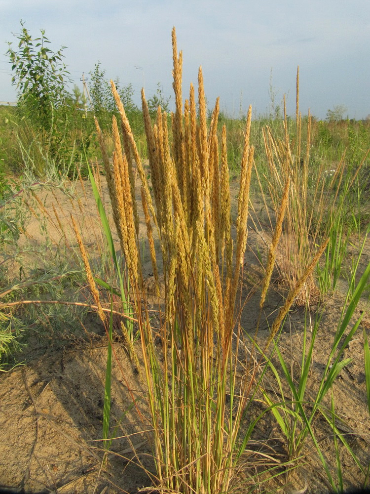 Image of Koeleria sabuletorum specimen.