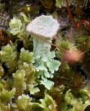 Cladonia chlorophaea. Мелкое вторичное слоевище (подеций). Мурманская обл., Хибины, склон к озеру Малый Вудъявр, на почве среди печёночника и мха Bryum sp. 12.08.2010.