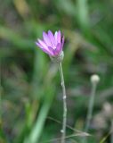 Xeranthemum annuum. Соцветие. Крым, Бахчисарайский р-н, Качинский каньон, скалы Качи-Кальон, сухой склон. 09.06.2016.