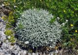Cerastium biebersteinii. Цветущее растение. Крым, гора Чатырдаг (нижнее плато), каменистый участок луговой степи. 05.06.2016.