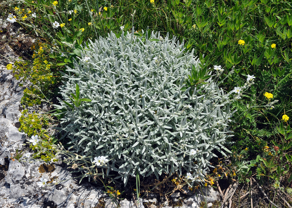 Изображение особи Cerastium biebersteinii.