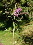 Buddleja davidii