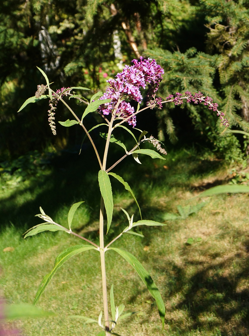 Image of Buddleja davidii specimen.