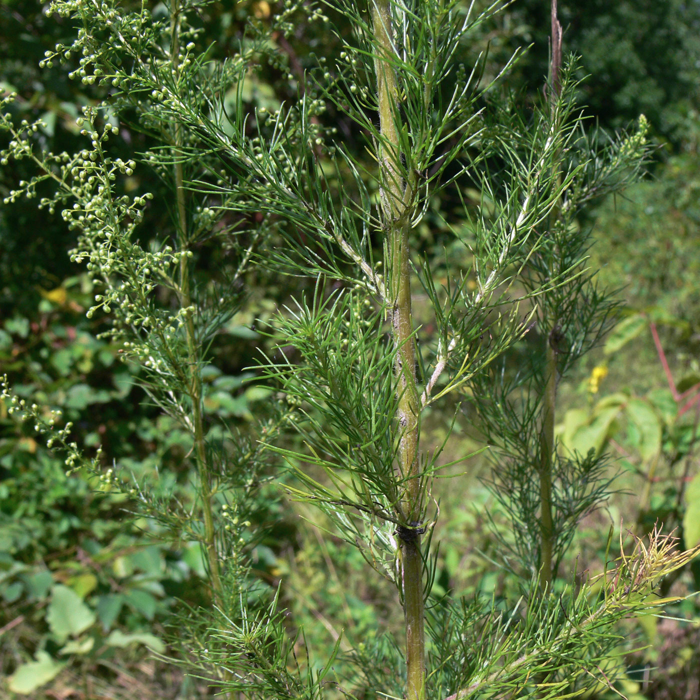 Изображение особи Artemisia scoparia.