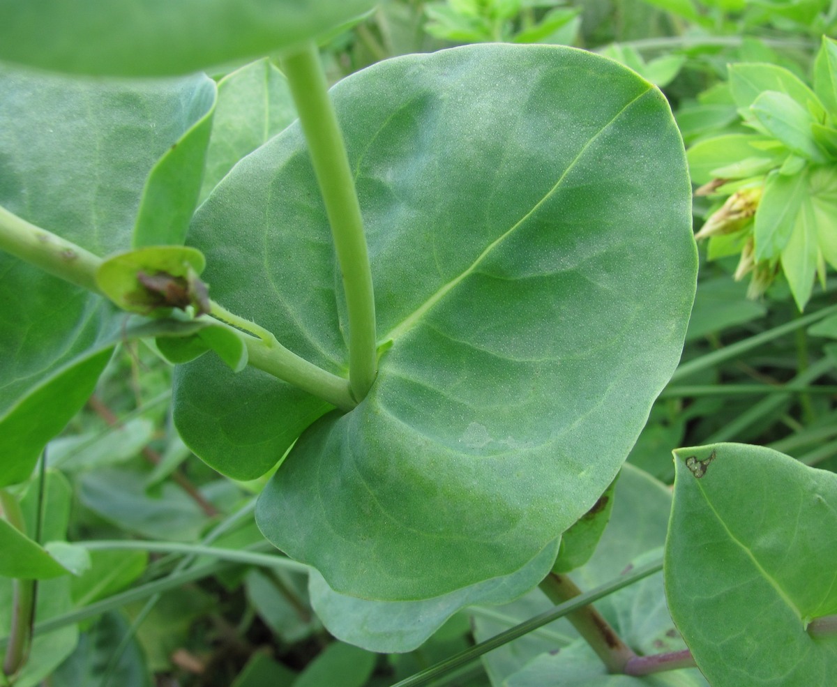 Image of Cerinthe minor specimen.