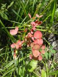 genus Euphorbia. Растение в осенней окраске. Иркутская обл., Баяндаевский р-н, окр. с. Ользоны, берёзово-осиновый лес, опушка. 28.08.2016.