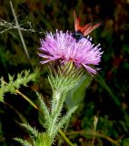 Carduus hamulosus