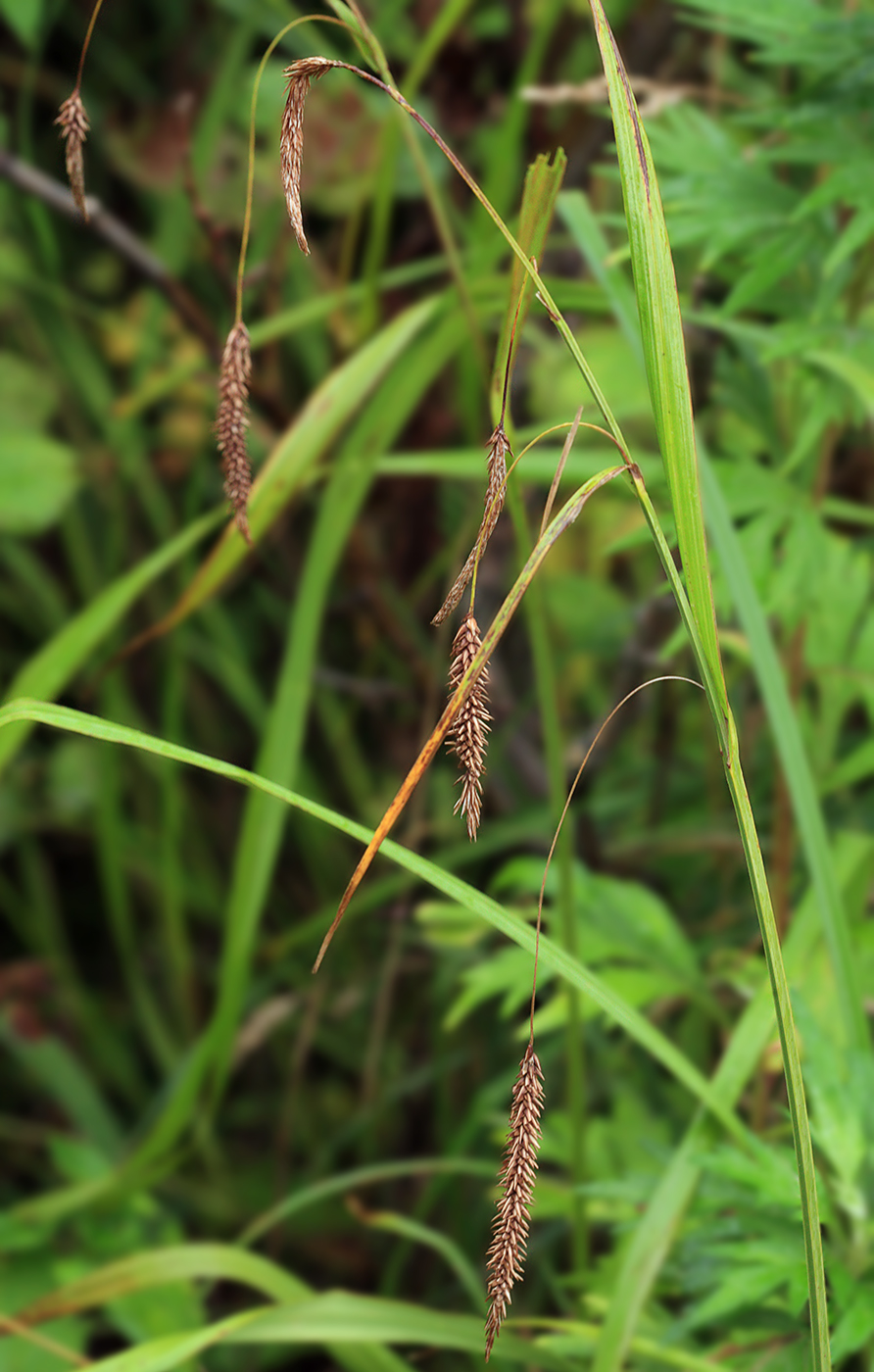 Image of Carex cryptocarpa specimen.