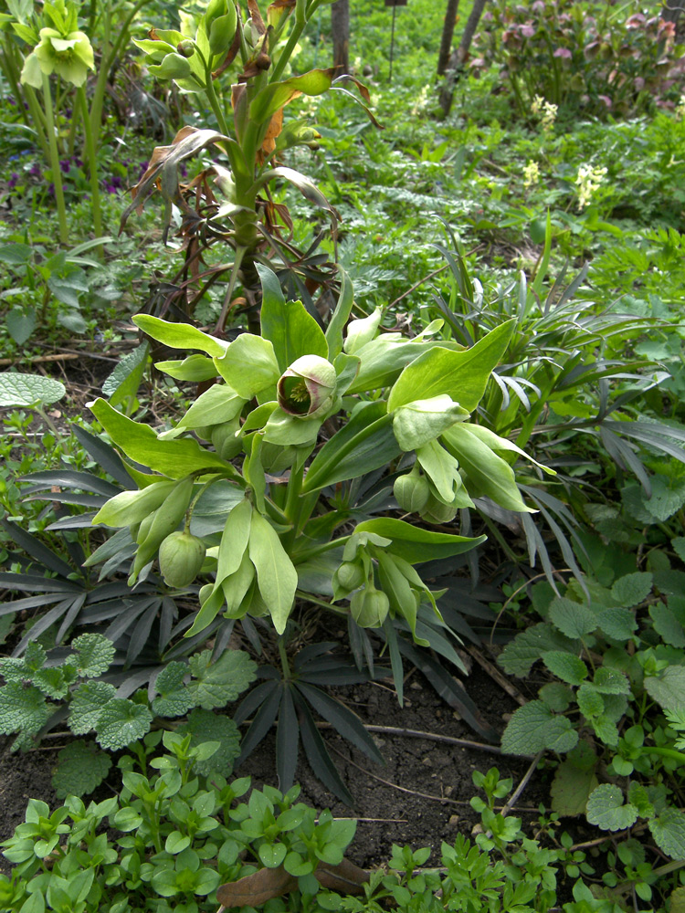 Изображение особи Helleborus foetidus.