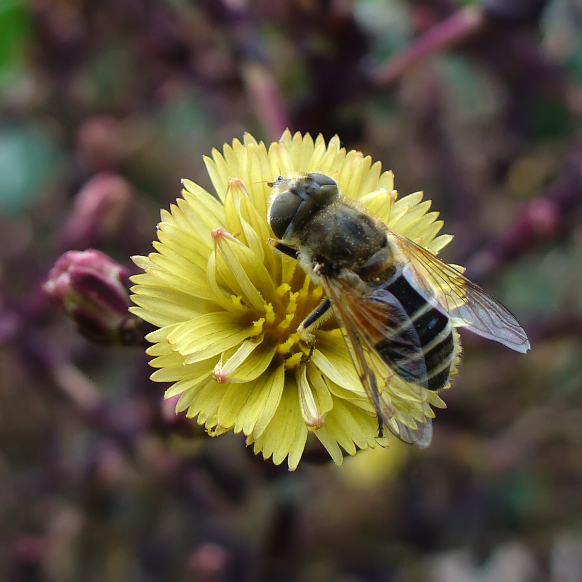 Image of Lactuca sativa specimen.