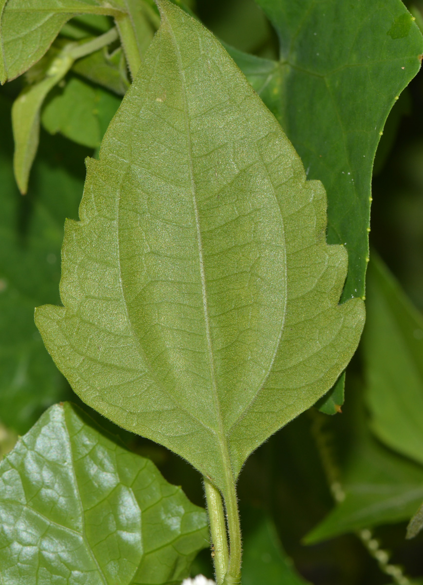 Изображение особи Chromolaena odorata.