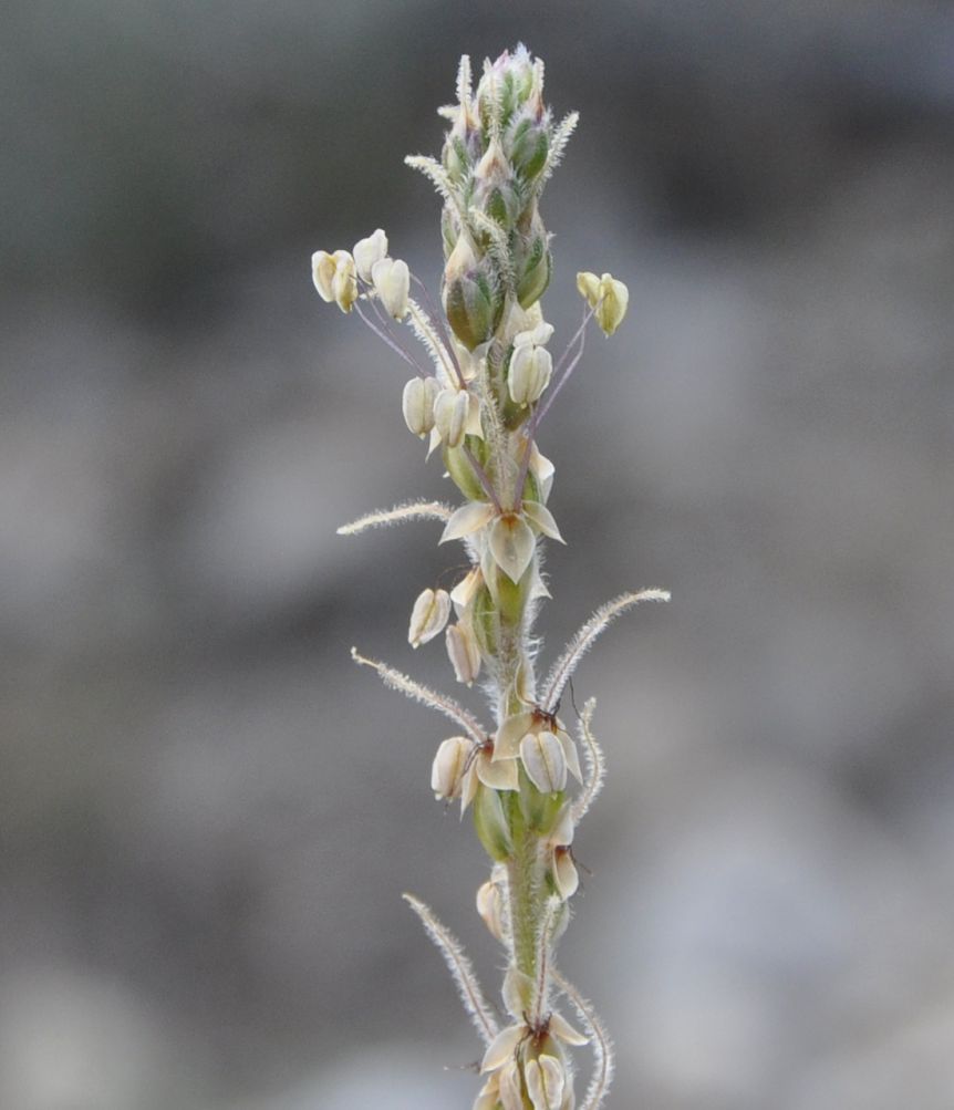 Изображение особи Plantago albicans.