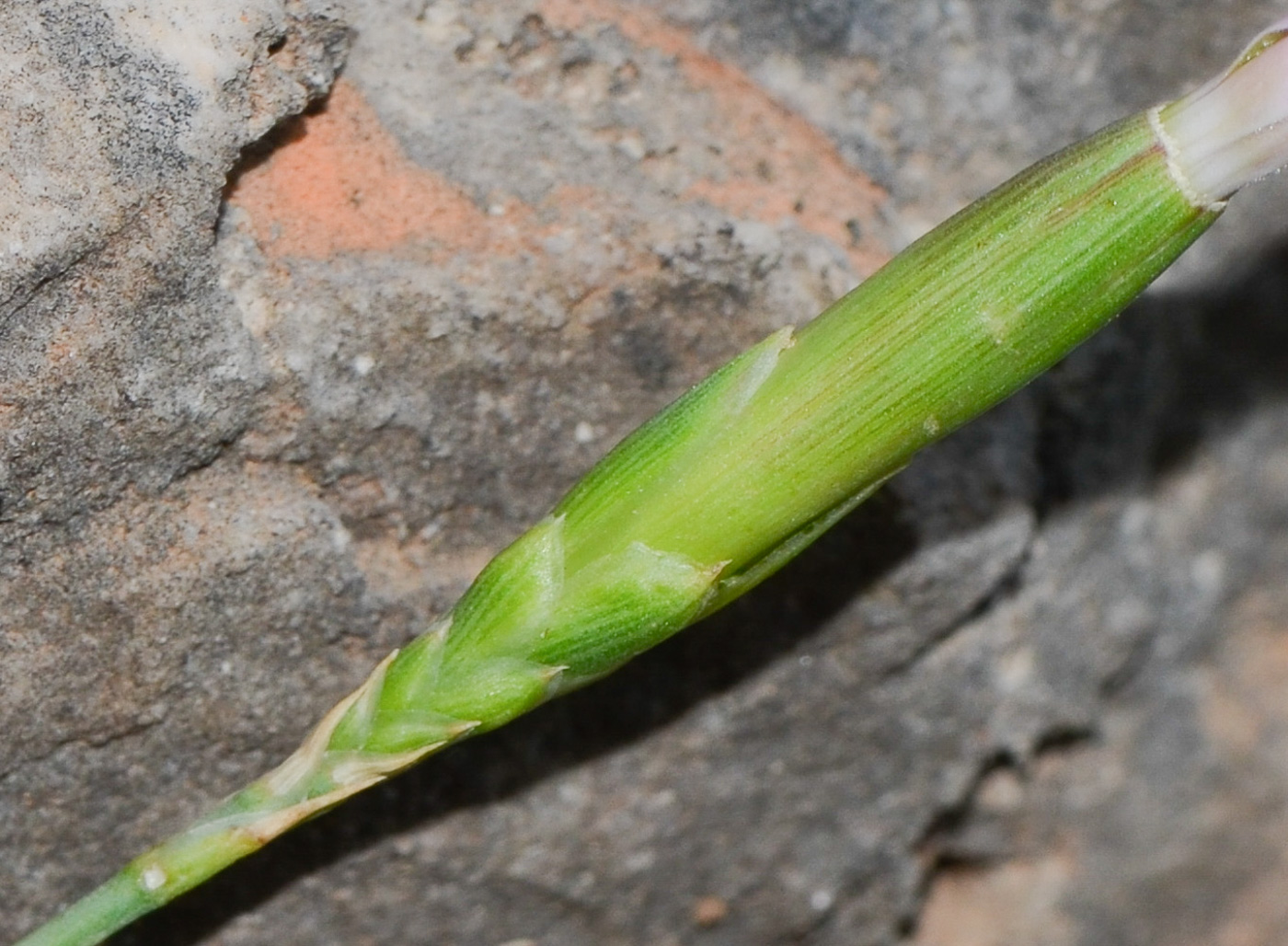 Изображение особи Dianthus pendulus.