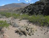 Opuntia sulphurea