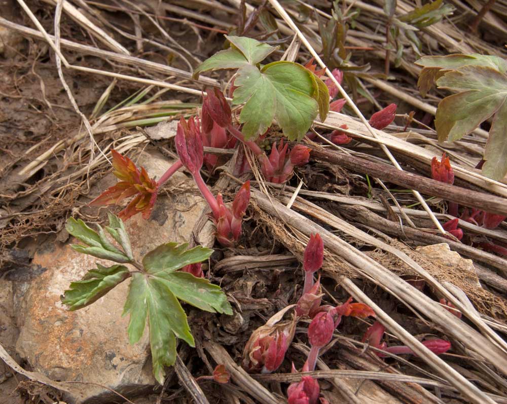 Изображение особи род Geranium.