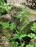 Physocaulis nodosus