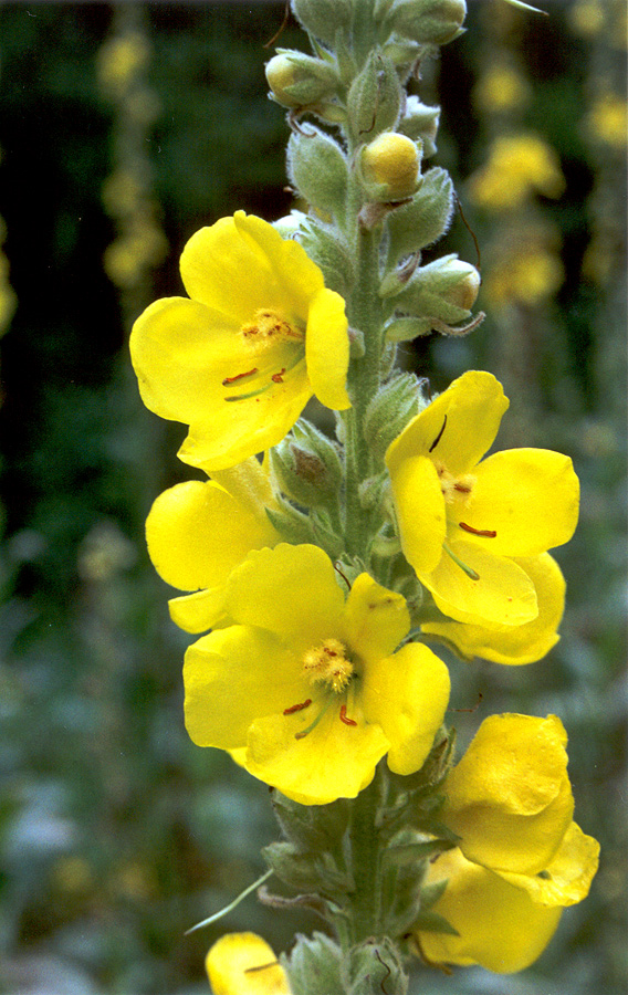 Изображение особи Verbascum densiflorum.