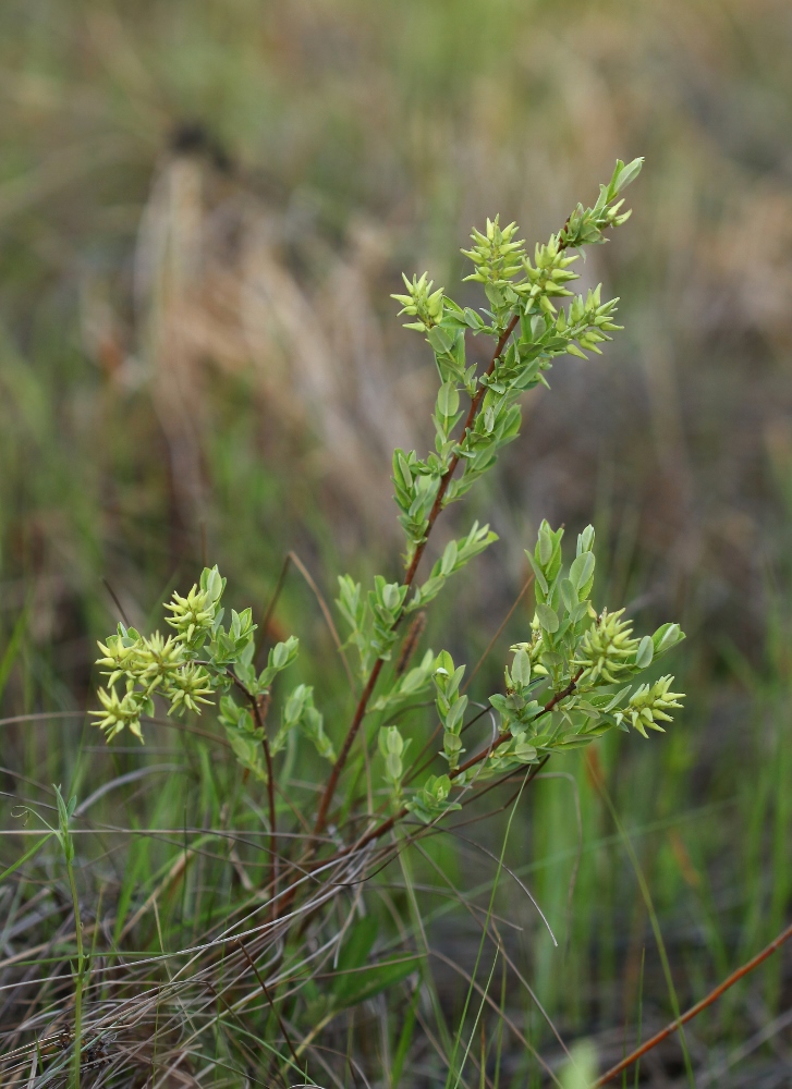 Image of Salix myrtilloides specimen.