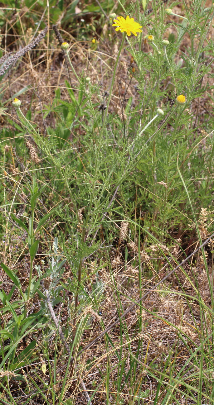 Изображение особи Anthemis tinctoria.