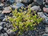 Sagina procumbens