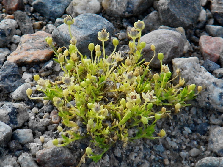 Изображение особи Sagina procumbens.