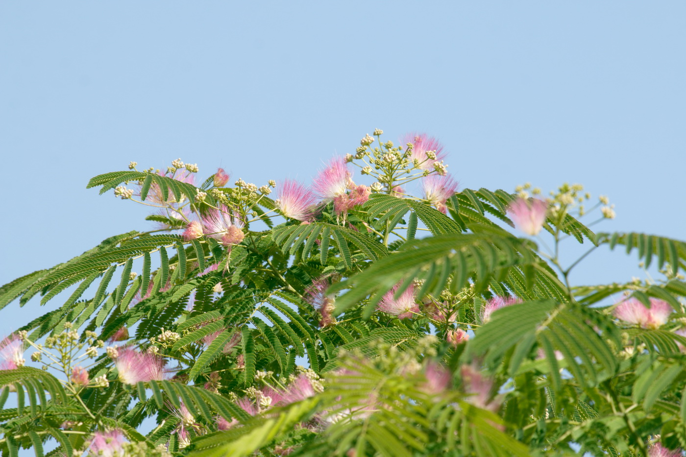 Image of Albizia julibrissin specimen.