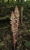 Orobanche hederae. Цветущие растения. Краснодарский край, м/о город-курорт Сочи, окр. с. Хлебороб, лиственный лес. 12 июня 2017 г.