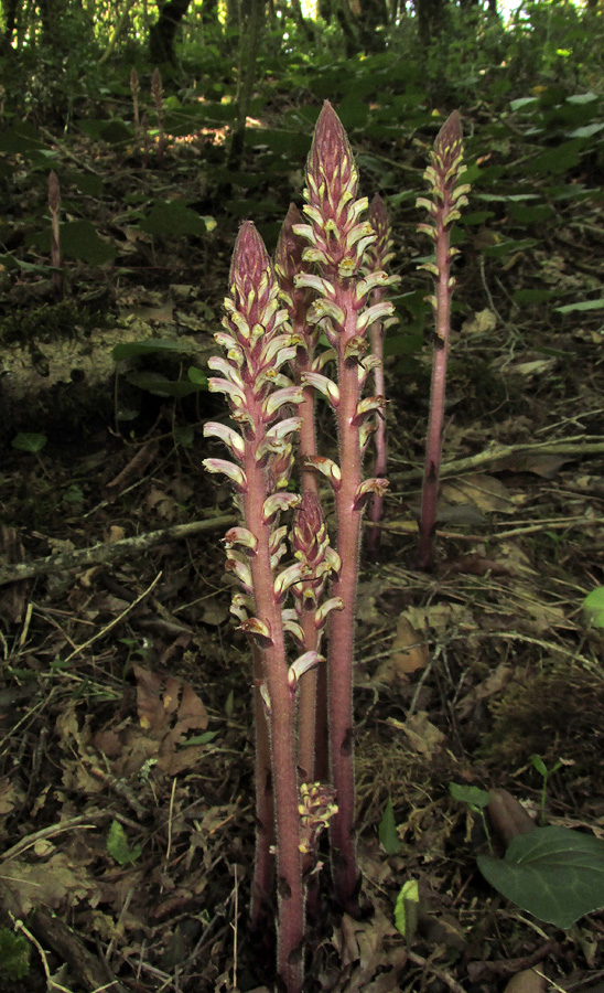 Изображение особи Orobanche hederae.