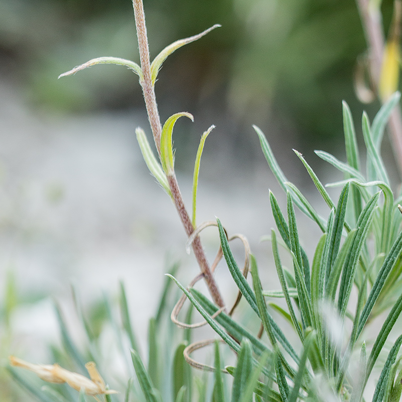 Image of Onosma tanaitica specimen.