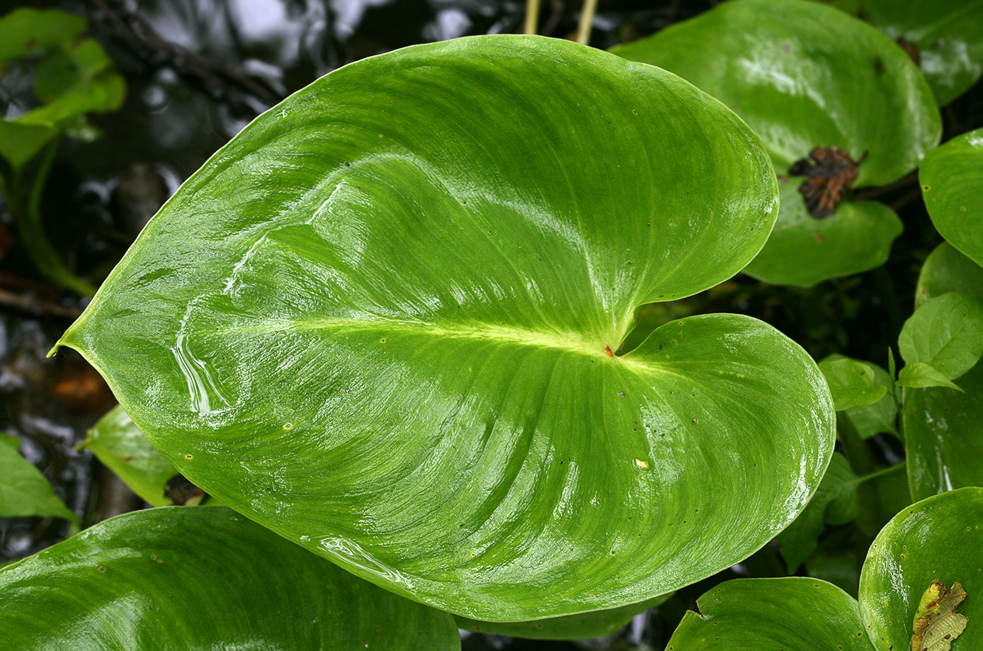 Image of Calla palustris specimen.