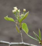 род Pyrus. Часть ветви с нераспустившимся соцветием. Краснодарский край, Кущёвский р-н, станица Шкуринская, в культуре. 21.04.2010.