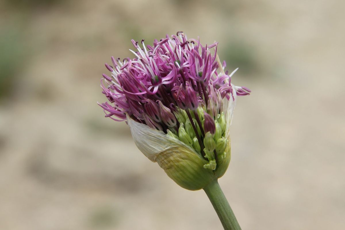 Изображение особи Allium jesdianum ssp. angustitepalum.