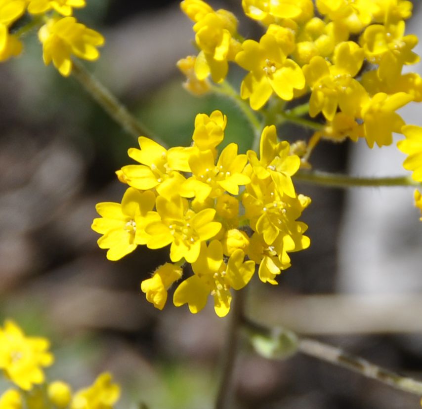 Image of Aurinia corymbosa specimen.