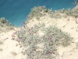 Astragalus subuliformis. Цветущие растения у приморского обрыва. Черноморское побережье Кавказа, м/о город-курорт Анапа, окр. пос. Супсех. 3 мая 2015 г.