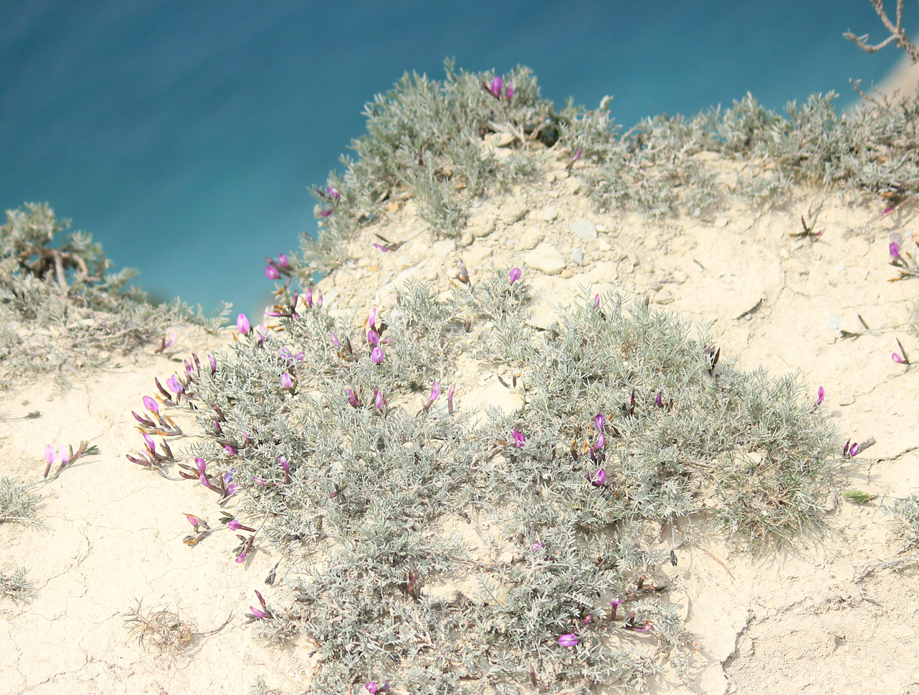 Изображение особи Astragalus subuliformis.