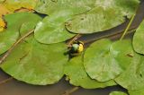 Nuphar lutea